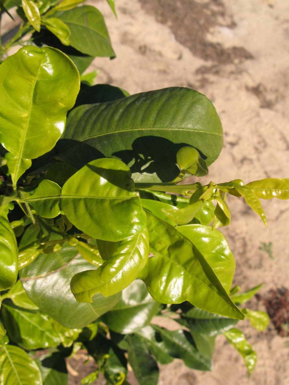            Sun leaves (Winter Haven, FL)   